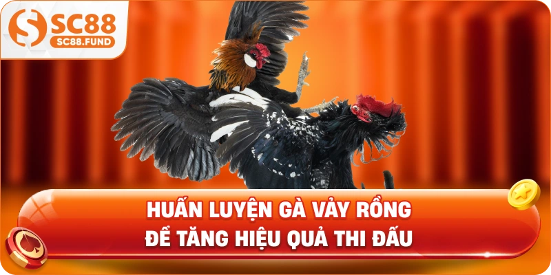Huấn luyện gà vảy rồng để tăng hiệu quả thi đấu
