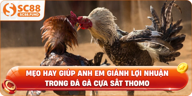 Mẹo hay giúp anh em giành lợi nhuận trong đá gà cựa sắt Thomo